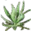 Sunrise Herb