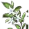 Silver Azalea