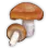 Chanterelle