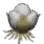 Cotton