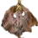 Dried Ray