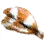 Dried Clownfish