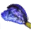 Dried Blue Tang