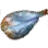Dried Checkerboard Wrasse