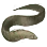 Dried Stippled Gunnel