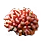Red Coral
