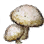 Arrow Mushroom