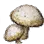 Emperor Mushroom