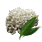 White Flower Mushroom