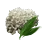 White Flower Mushroom