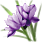 Violet Flower ingredient