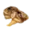 Dried Pearl Oyster Flesh