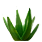 Aloe ingredient