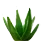 Aloe