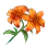 Tigerflower image
