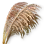 Reed image