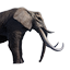 Tamed Elephant