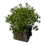 Decorative Planter (Hops)