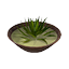 Aloe Soup