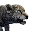 Sabretooth Kitten