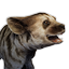 Striped Hyena Whelp