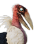 Siptah Pelican Chick