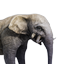 Antediluvian Elephant Calf
