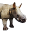 Siptah Rhinocerous Calf