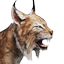 Island Lynx