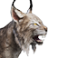 Greater Island Lynx