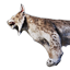 Island Lynx Carcass