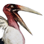 Siptah Pelican