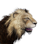 Tamed Lion