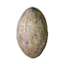 Shaleback Egg