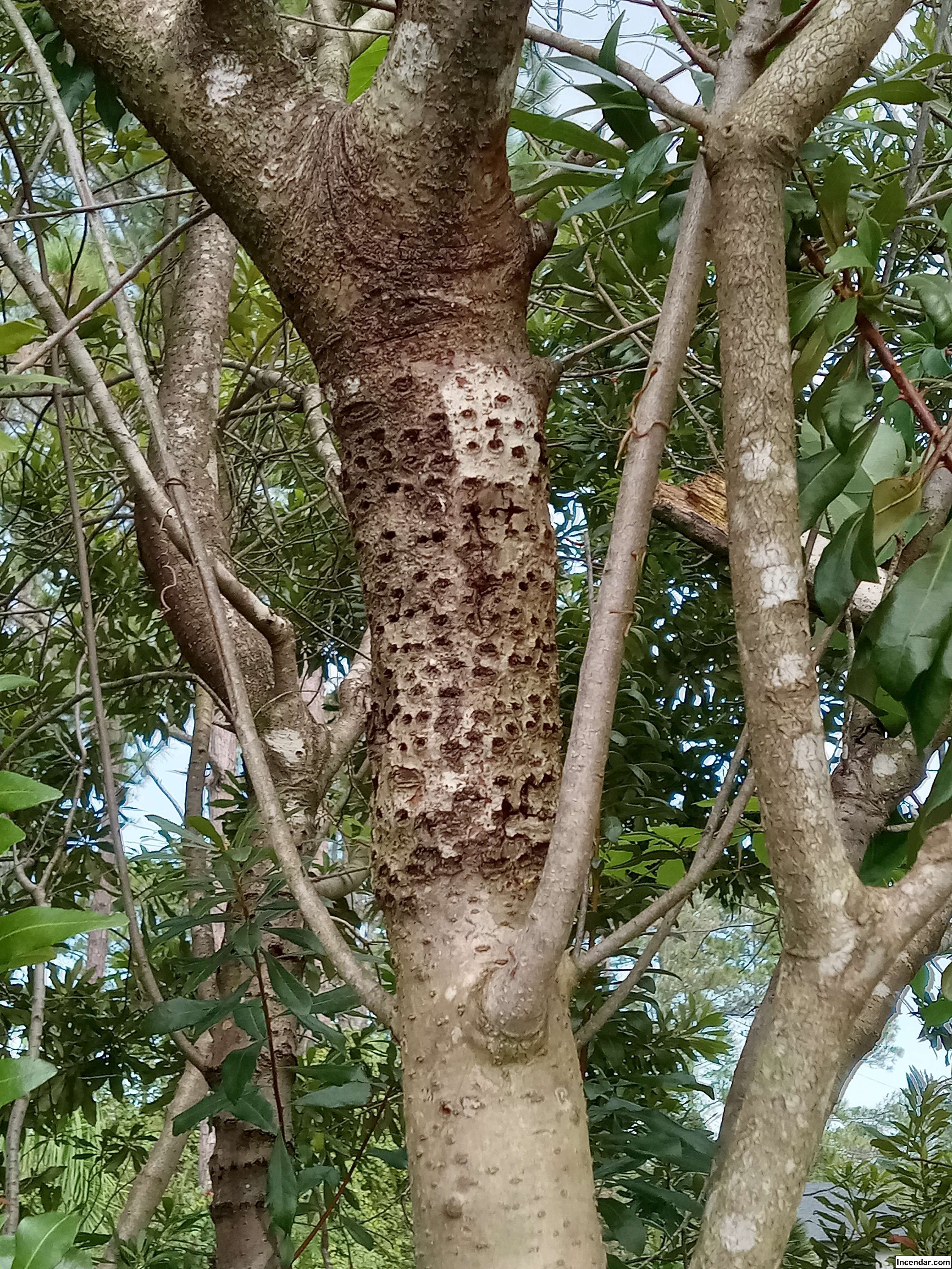 Central Florida Sap Sucker Wood Pecker Damage (4k HD) Image showing holes all around a tree trunk in multiple rows