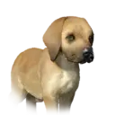 Baby Greatdane 31336