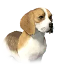 Dog Delesyian Unique 1