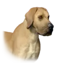 Dog Hernand Unique 1