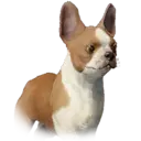 Dog Jijeongtemple Unique 1