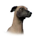 Dog Tommaso Unique 1