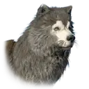Malamute 31149
