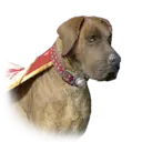 Royal Hunting Ground Greatdane 30183