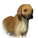 Baby Greatdane 31336