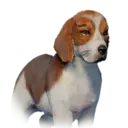Beagle 01