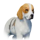 Beagle 03