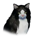 Cat Demeniss Unique 1