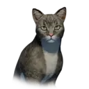 Cat Hernand Unique 1