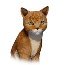 Cat Pailune Unique 1