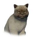 Cat Pororin Unique 1