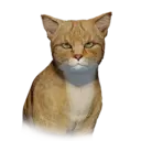 Cat Tashkalp Unique 1